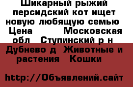 Шикарный рыжий персидский кот ищет новую любящую семью › Цена ­ 100 - Московская обл., Ступинский р-н, Дубнево д. Животные и растения » Кошки   